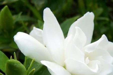 栀子花头像代表什么意思