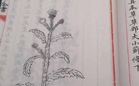 六荒本草是什么朝代的作者
