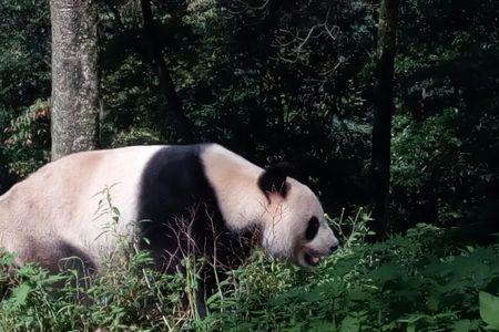 熊猫两岁了为什么不能近身了