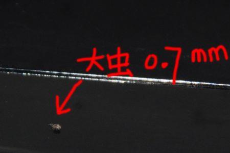 茶盘上有白色的小虫是怎么去除