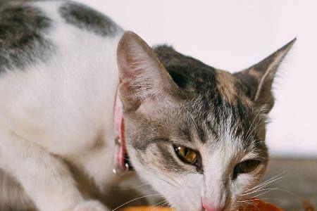 猫食物代谢多久