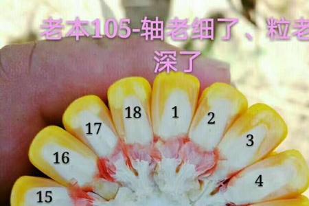 鲁星702密植棒穗多长
