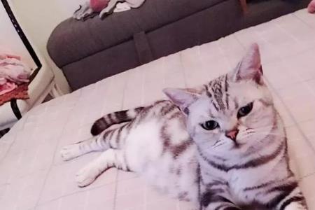 家里生了小猫怎么卖