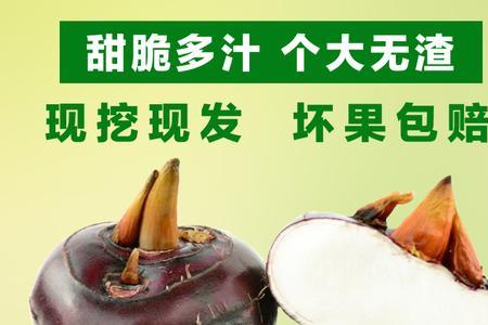 桂蹄3号与水果马蹄的区别