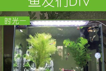 热带鱼缸新手入门