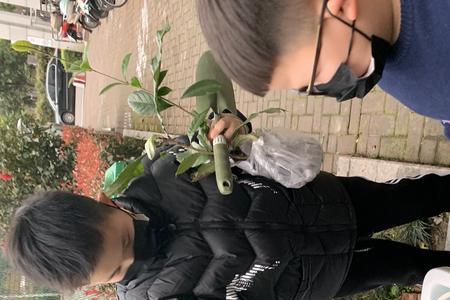 下雨种树还用淋定根水吗