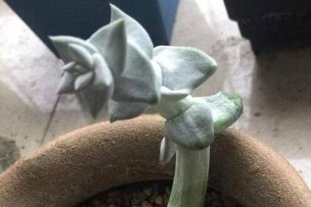 多肉东云侧芽该剪吗