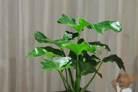 水培春羽叶子尖干枯怎么办