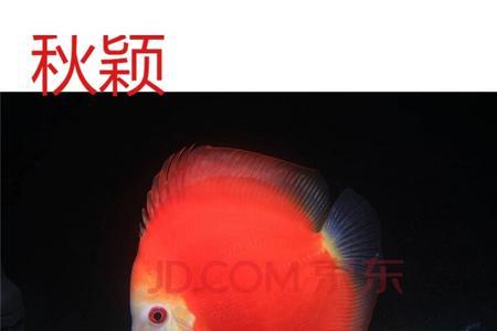 养七彩神仙鱼苗只用水妖精行吗