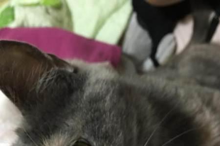 捡来的蓝猫脾气暴躁怎么调理