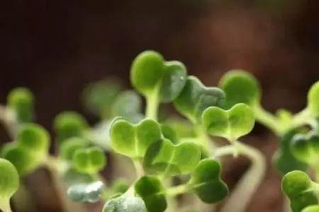 青帮油菜怎么种