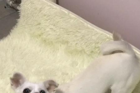 屁爷是什么品种狗