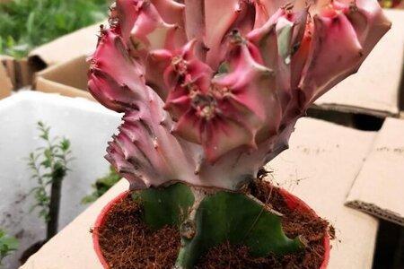 花麒麟红的养殖方法