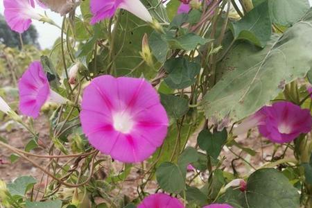 清晨牵牛花开了写得更具体一点