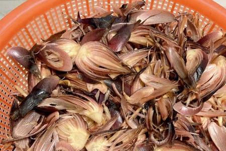 阳荷为什么没人种