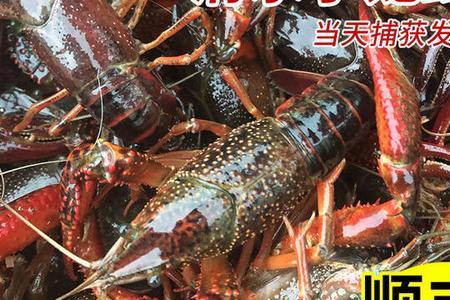 12人买多少斤小龙虾