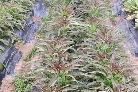 红叶莴笋家庭种植方法