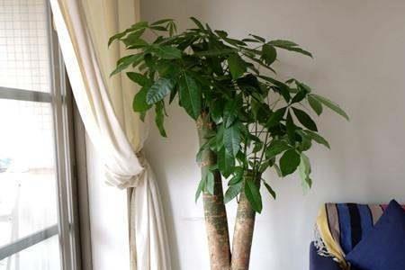 店铺进门对面墙上放什么绿植好