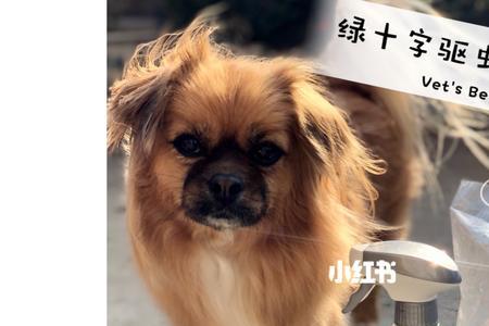 刚驱完虫可以出门吗
