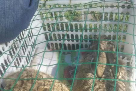 野兔晚上喜欢走那些路