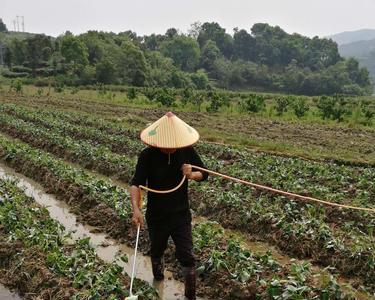 红薯尖怎么施肥能长得又粗又长