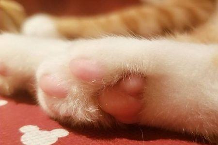 猫爪子张开又合拢什么意思