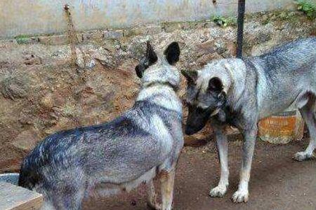 中华狼青犬几个月凶猛