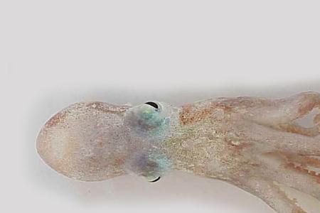 章鱼体温多少