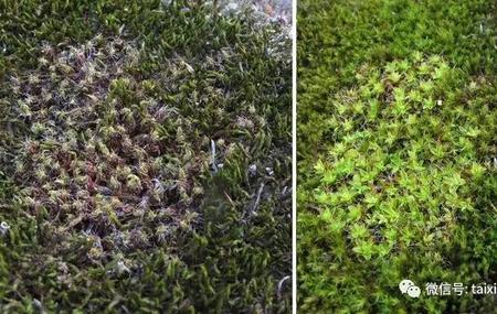 苔藓怎么沉底