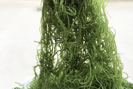 海发菜大连叫什么名