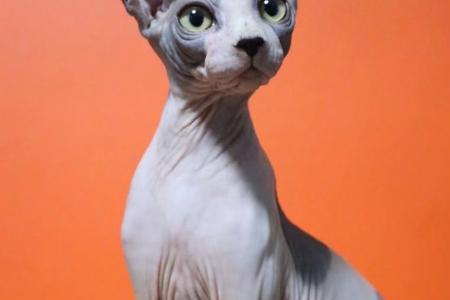 无毛猫几个月可以训练