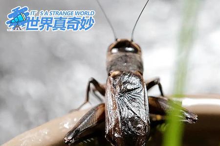 油葫芦活多久