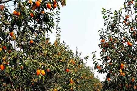 奶油柿子树品种介绍