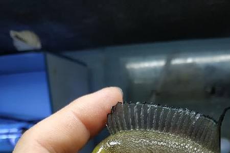 面具虎和金头虎能长多大