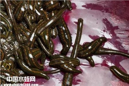 成年水蛭一平方多少尾