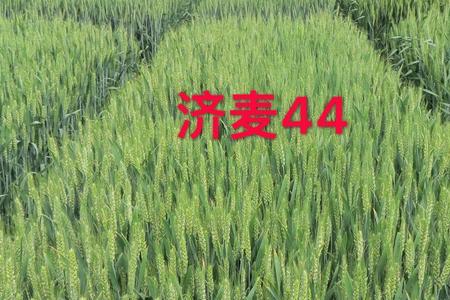 山农48和济麦22比较
