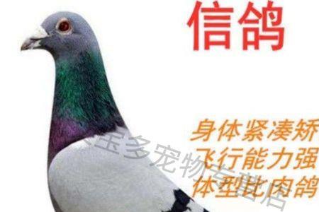 鸽子精能在母鸽体内存活多久