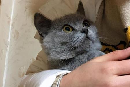 蓝猫和自己儿子能配吗