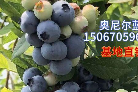 奥尼尔蓝莓果实成熟期