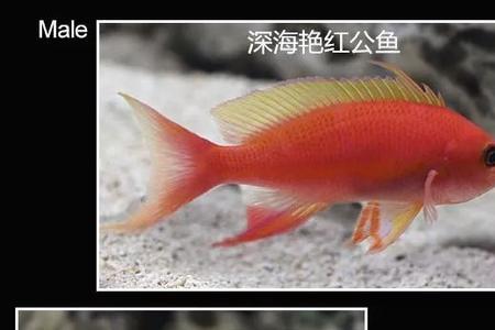 青鳉鱼公母辨别图解