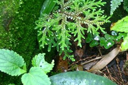 上山采蘼芜是什么题材