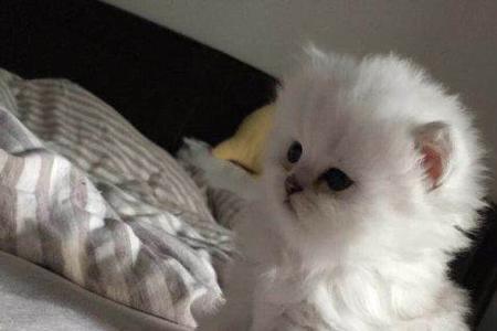 金吉拉公猫配什么母猫比较好