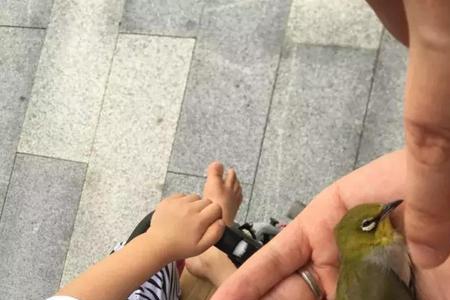 路边的小鸟为什么不能捡回家