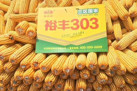 山农303玉米种