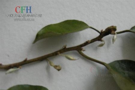 胡颓子木材什么颜色的