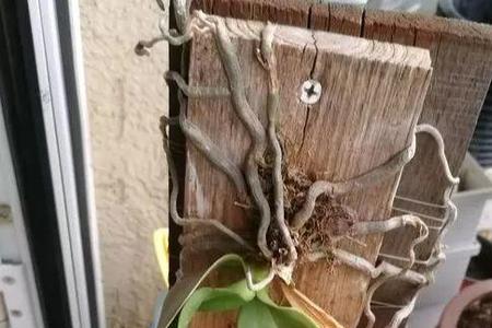蝴蝶兰换下的旧水苔能用吗