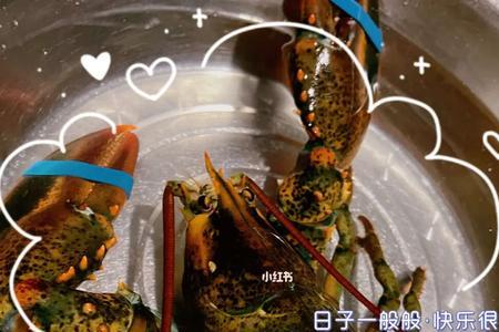 公的波斯顿龙虾怎么养