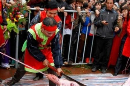 中国杀猪为什么不用麻醉