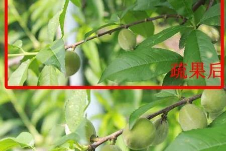 果树中庸枝指的是什么枝