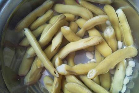 豆橛子是菜豆吗